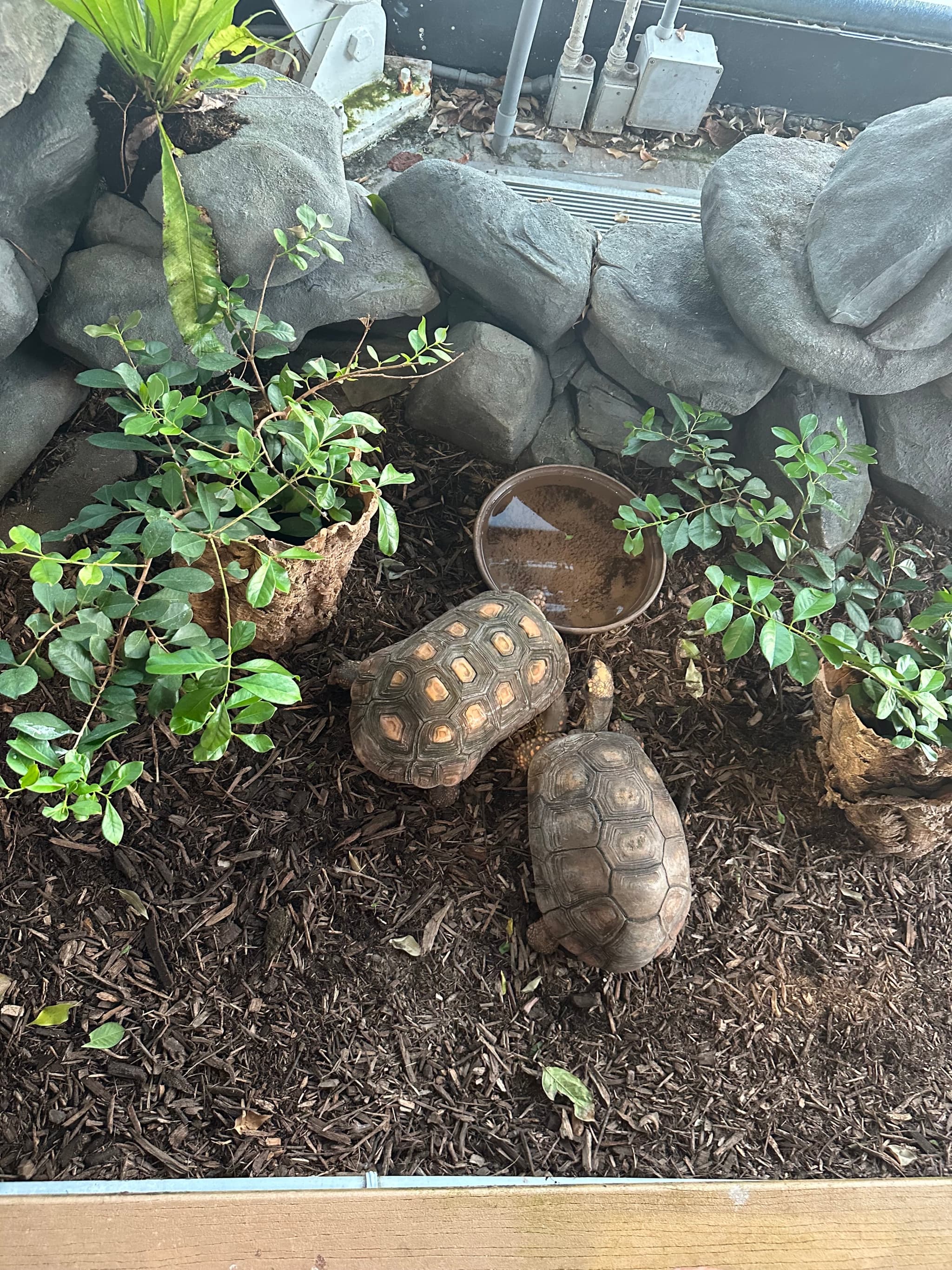 Turtle Love