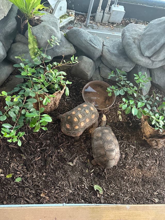 Turtle Love