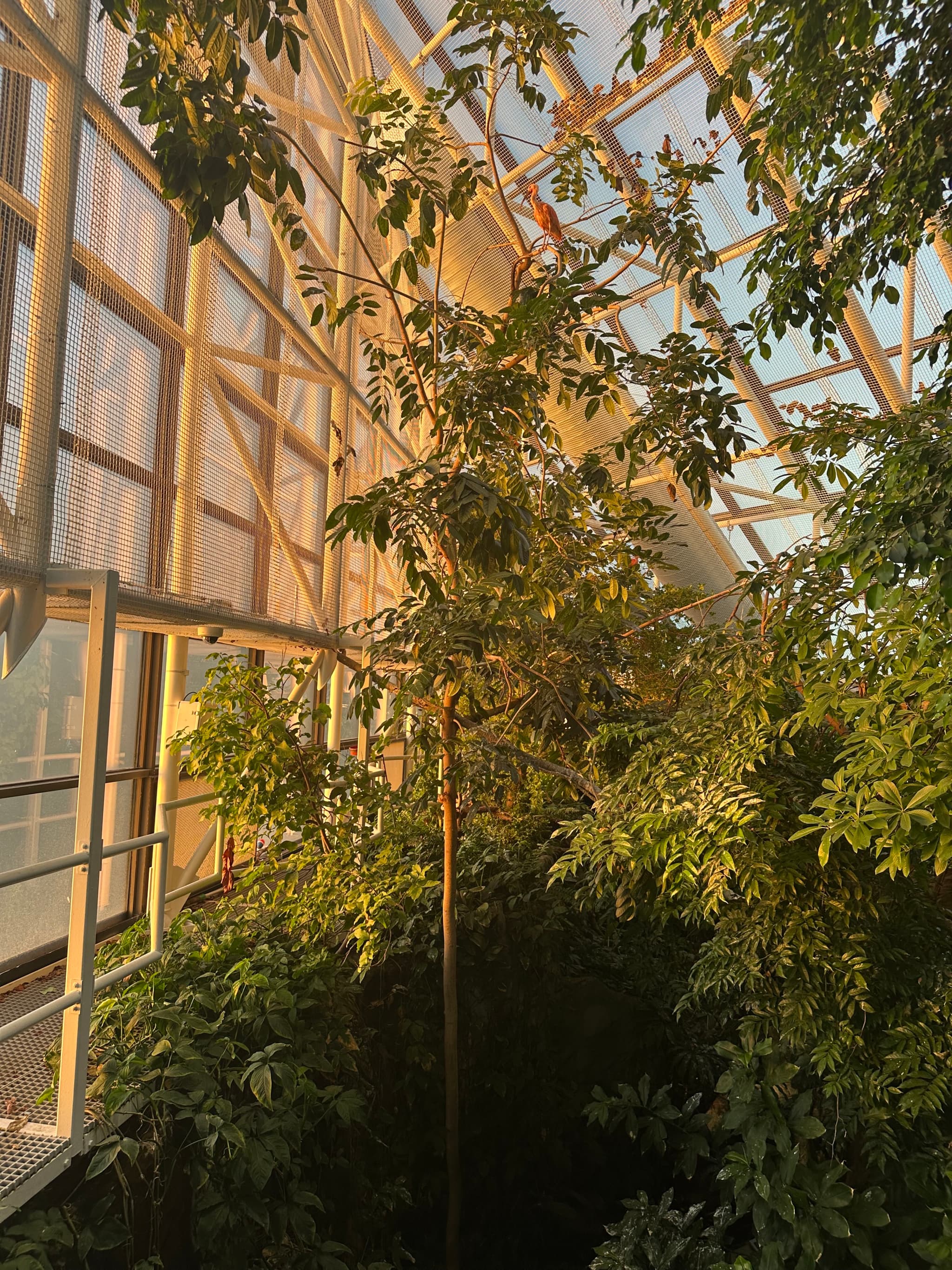 Spot the Flamingo